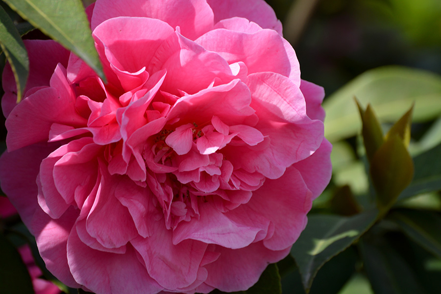 Fiori. La perfezione di forme e colori.